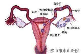 预约香港验血价格,排卵障碍的女性给如何健康备孕?